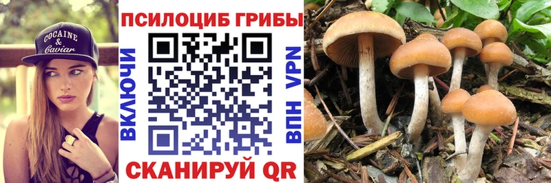 MEGA зеркало  Власиха  даркнет как зайти  купить  цена  Псилоцибиновые грибы GOLDEN TEACHER 